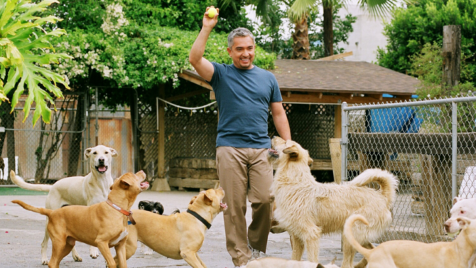 'Dog Whisperer' Cesar Millan Investigated for