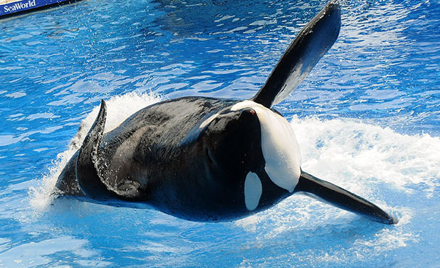 SeaWorld to End Breeding Program for